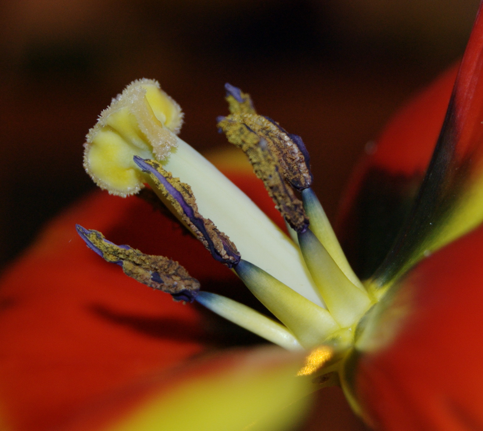 Попугайный тюльпан тычинка