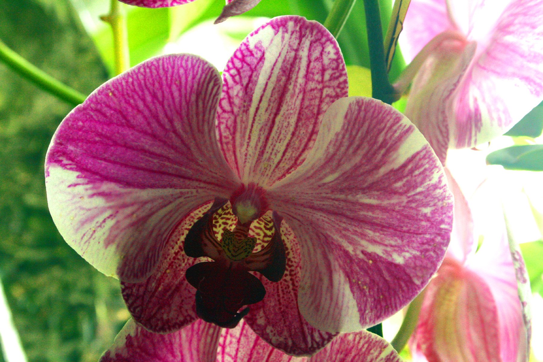 Орхидея Венозная