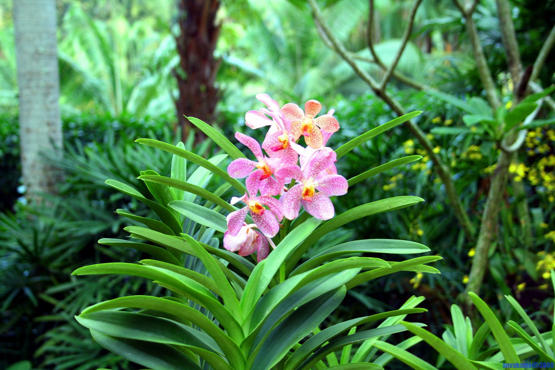 цветы индонезии