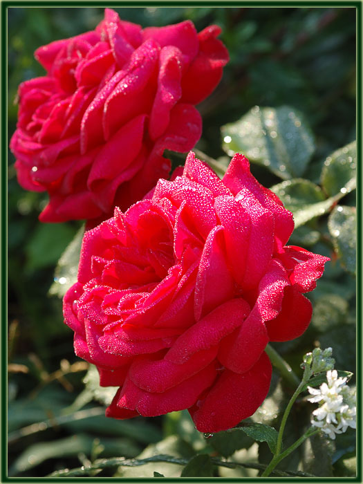Живые Обои Розы 3D
