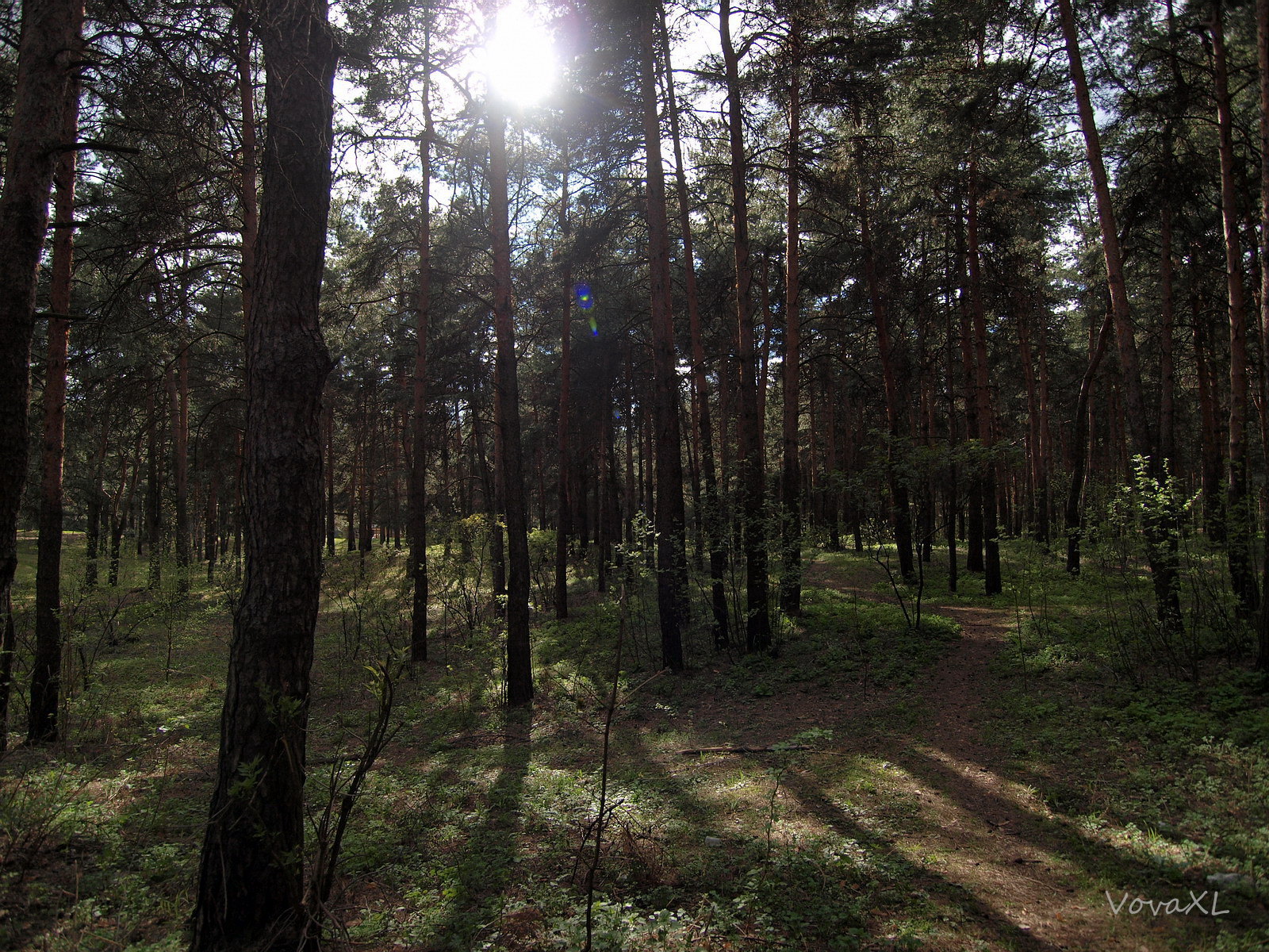 яковлевское парк сосны