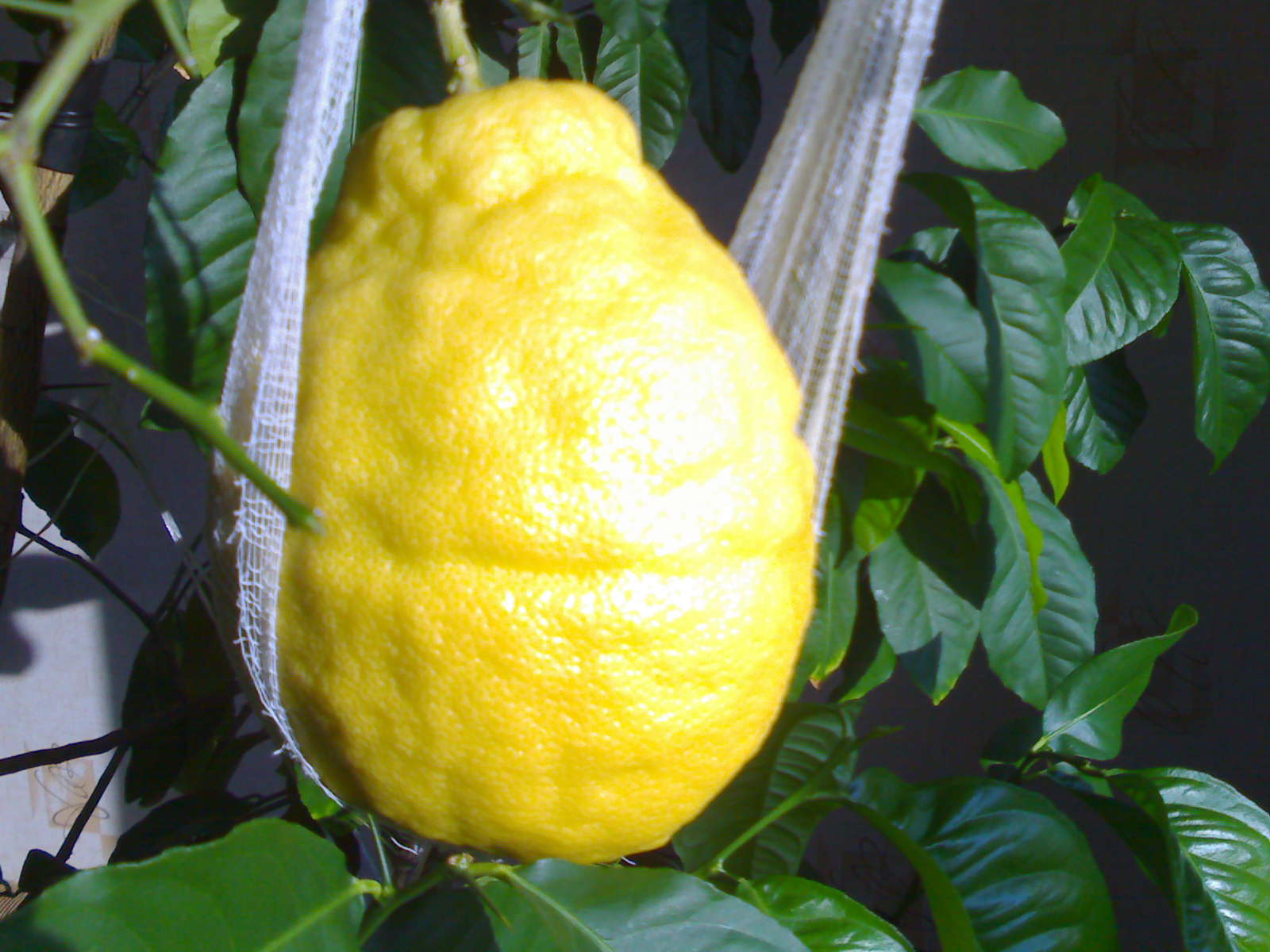Лимон Императорский Цитрон