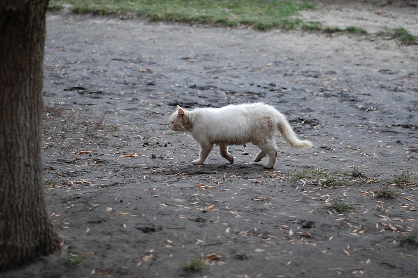Грязный кот - Животные - migrace - Участники - Фотогалерея iXBT