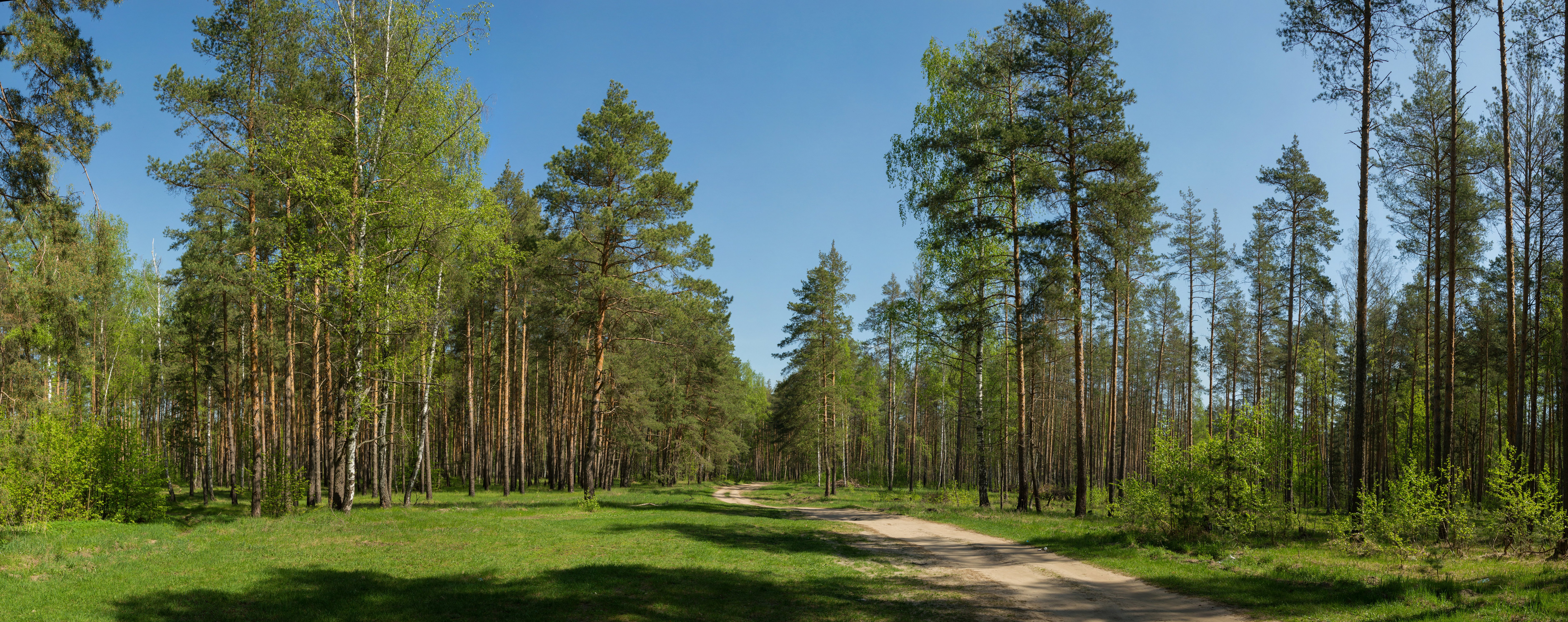 Сосновый лес панорама