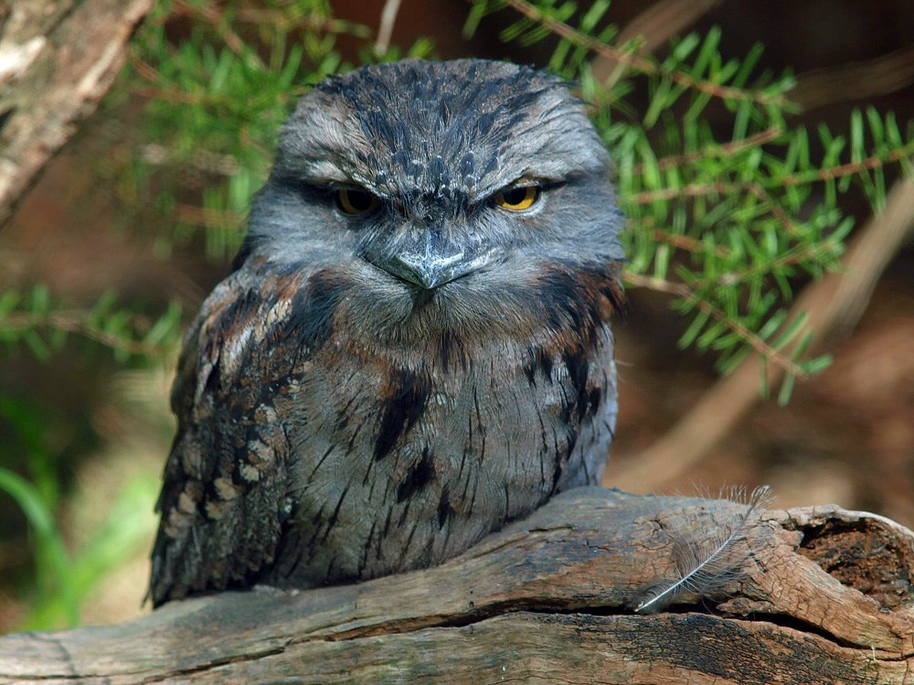 Tawny Frogmouth Skeleton