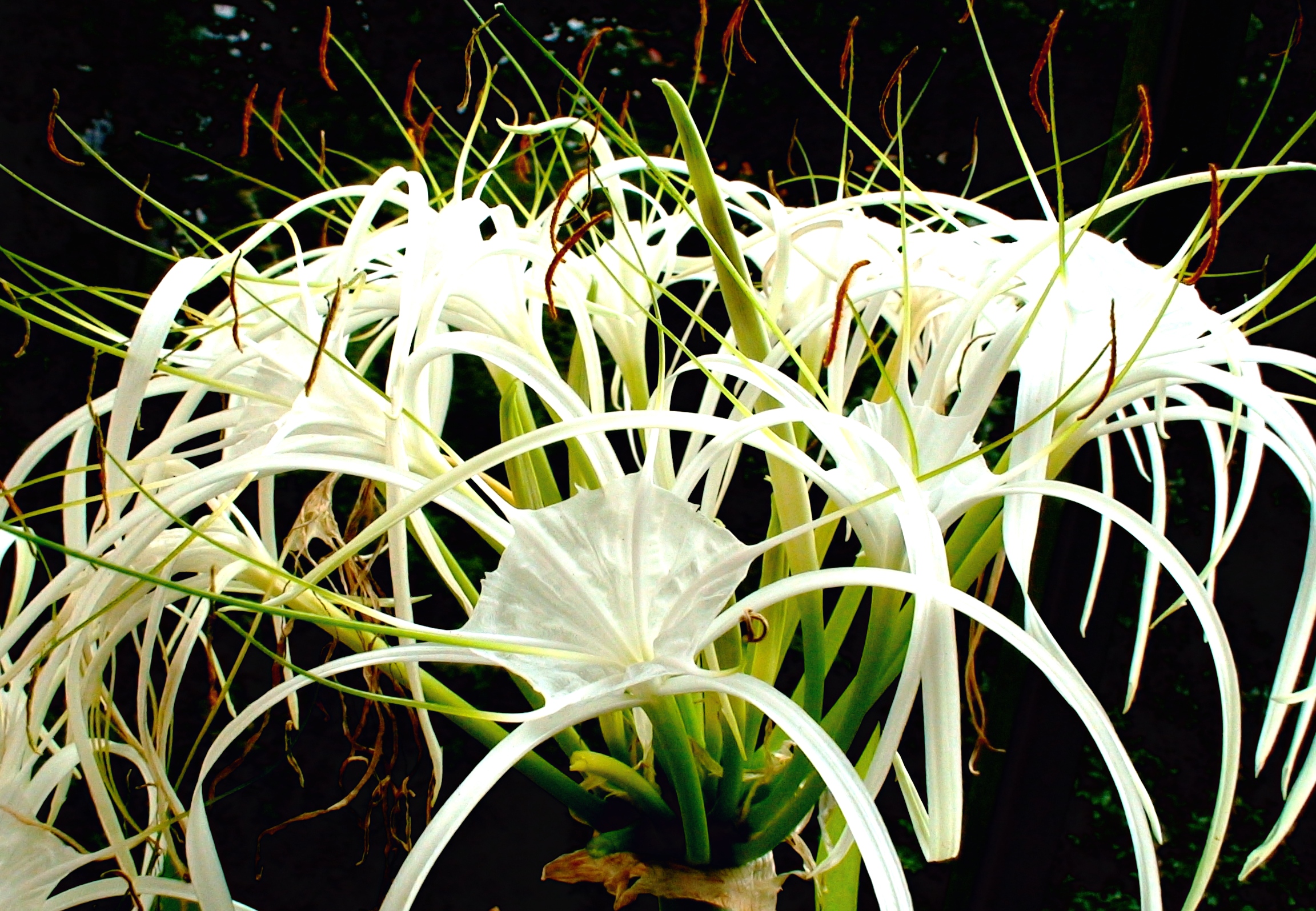 Комнатные растения Нильская Лилия