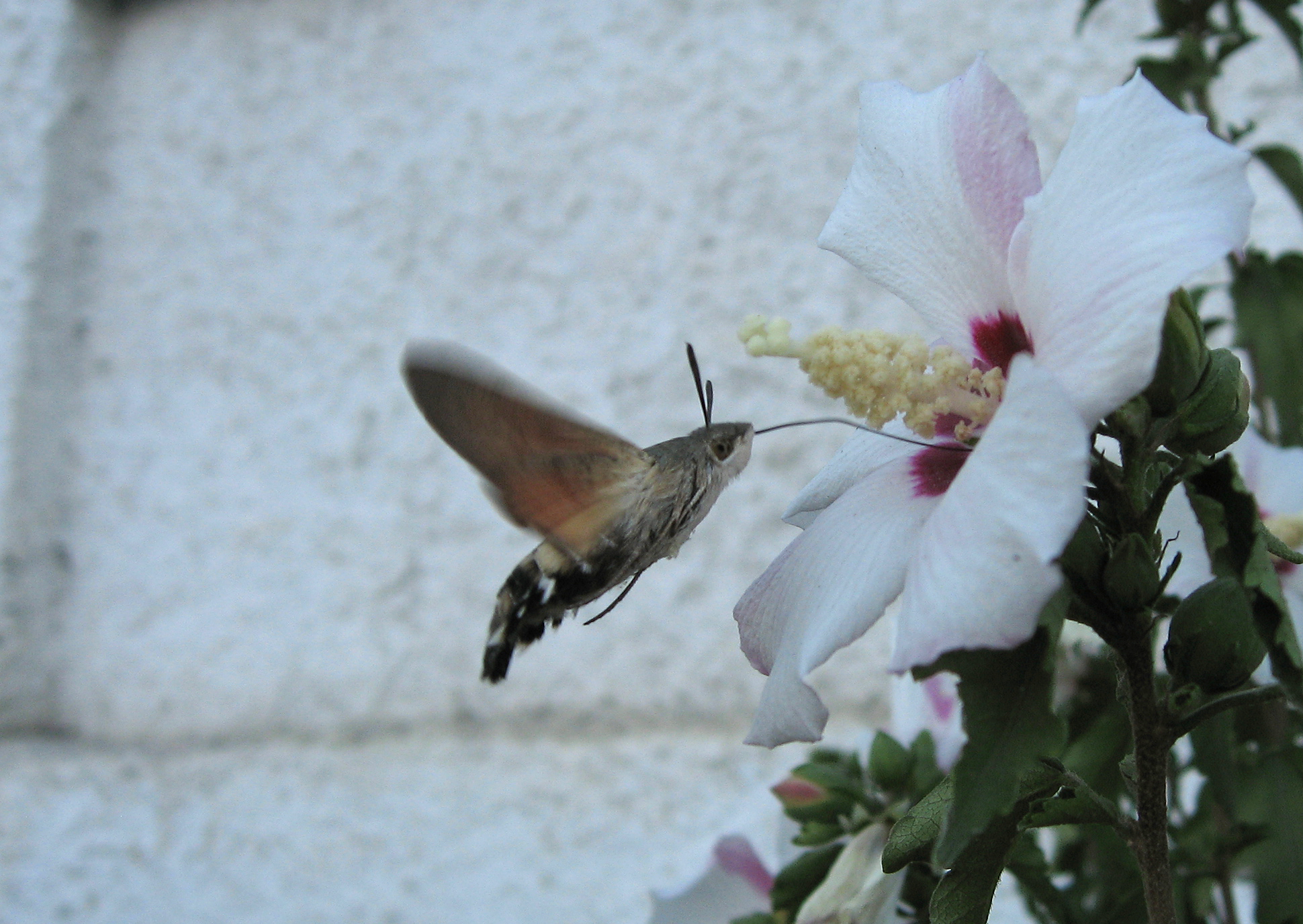 бабочка бражник языкан обыкновенный фото