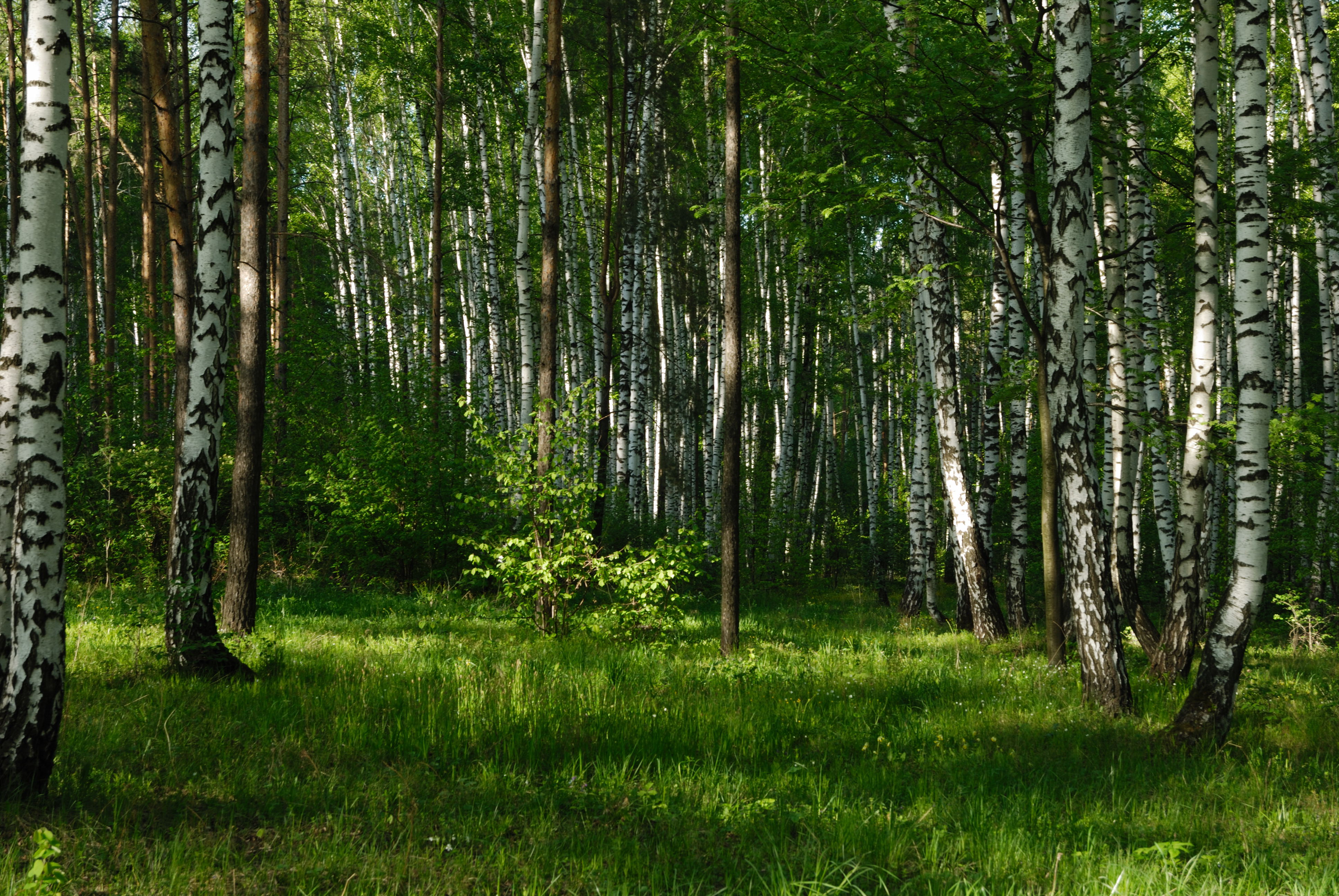 Летний березовый лес панорама